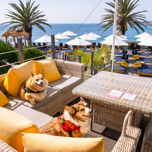Bringing Fido: Top NYC Hotels Welcoming Four-Legged Guests