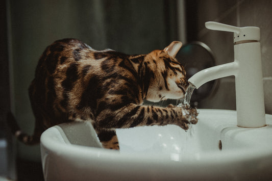 The Surprising Water Drinking Problem in Cats