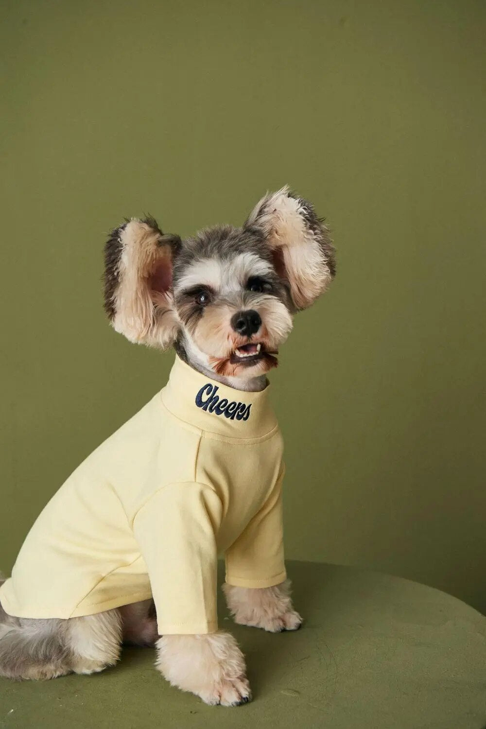 Fashion Dog Turtleneck Shirt