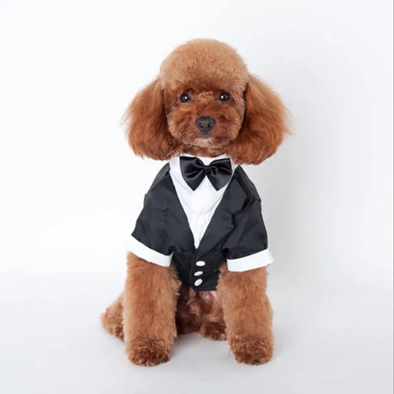 Gentleman Wedding Pet Costume