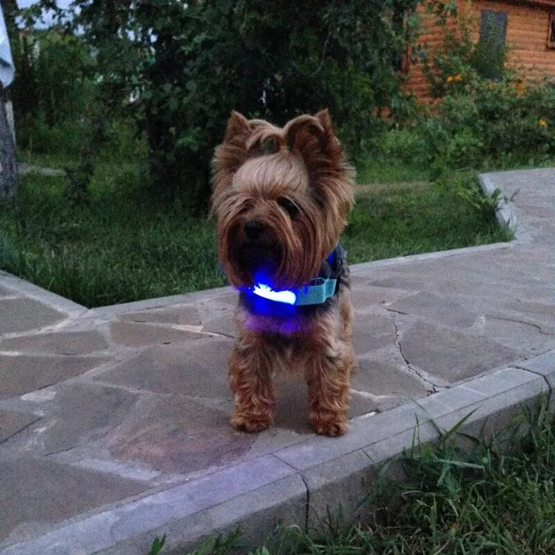LED Glow-in-the-Dark Pet Collar